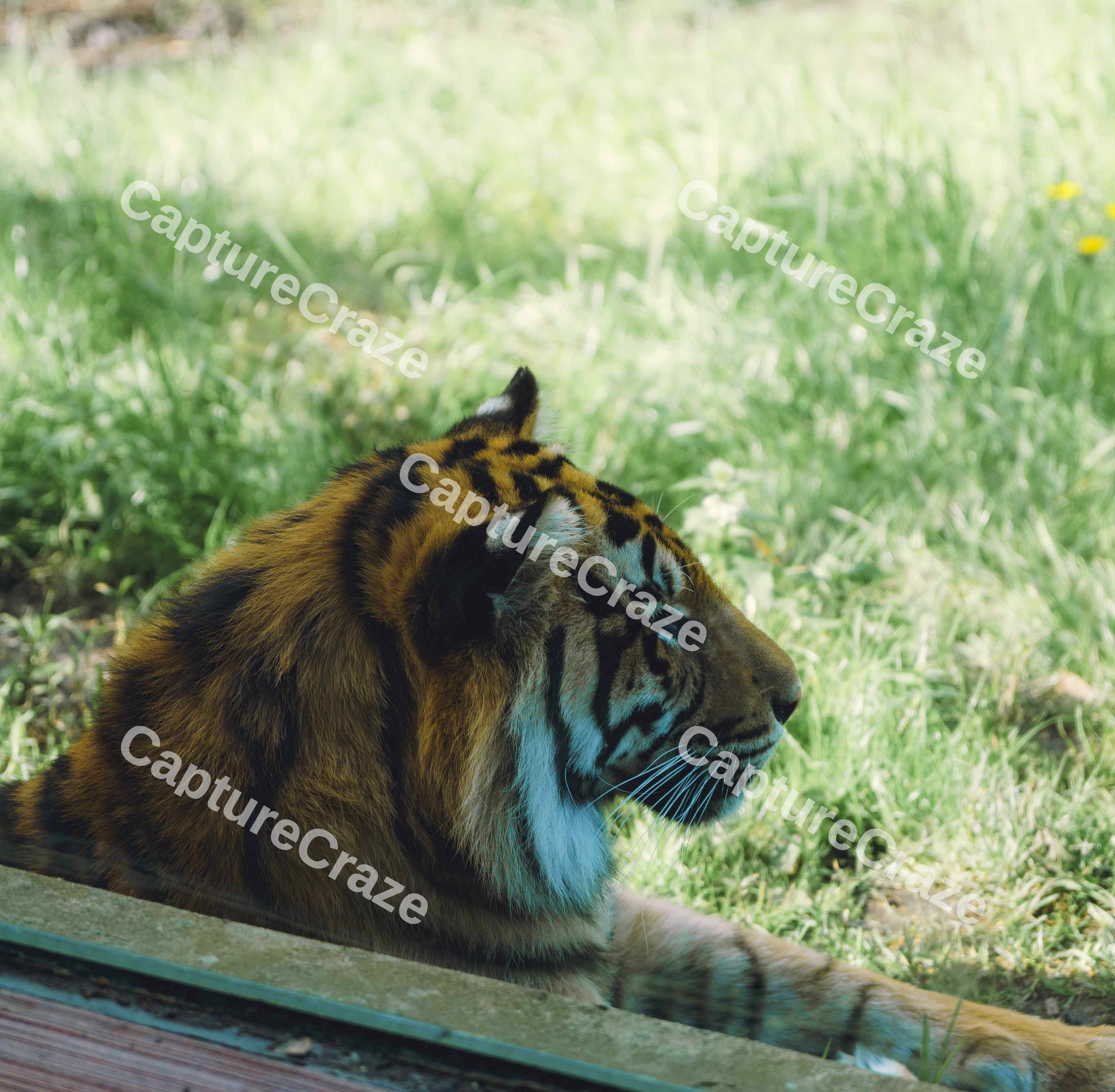 Tiger Behind The Glass